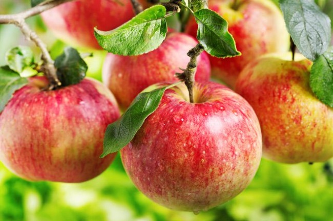 Польза неспелых яблок